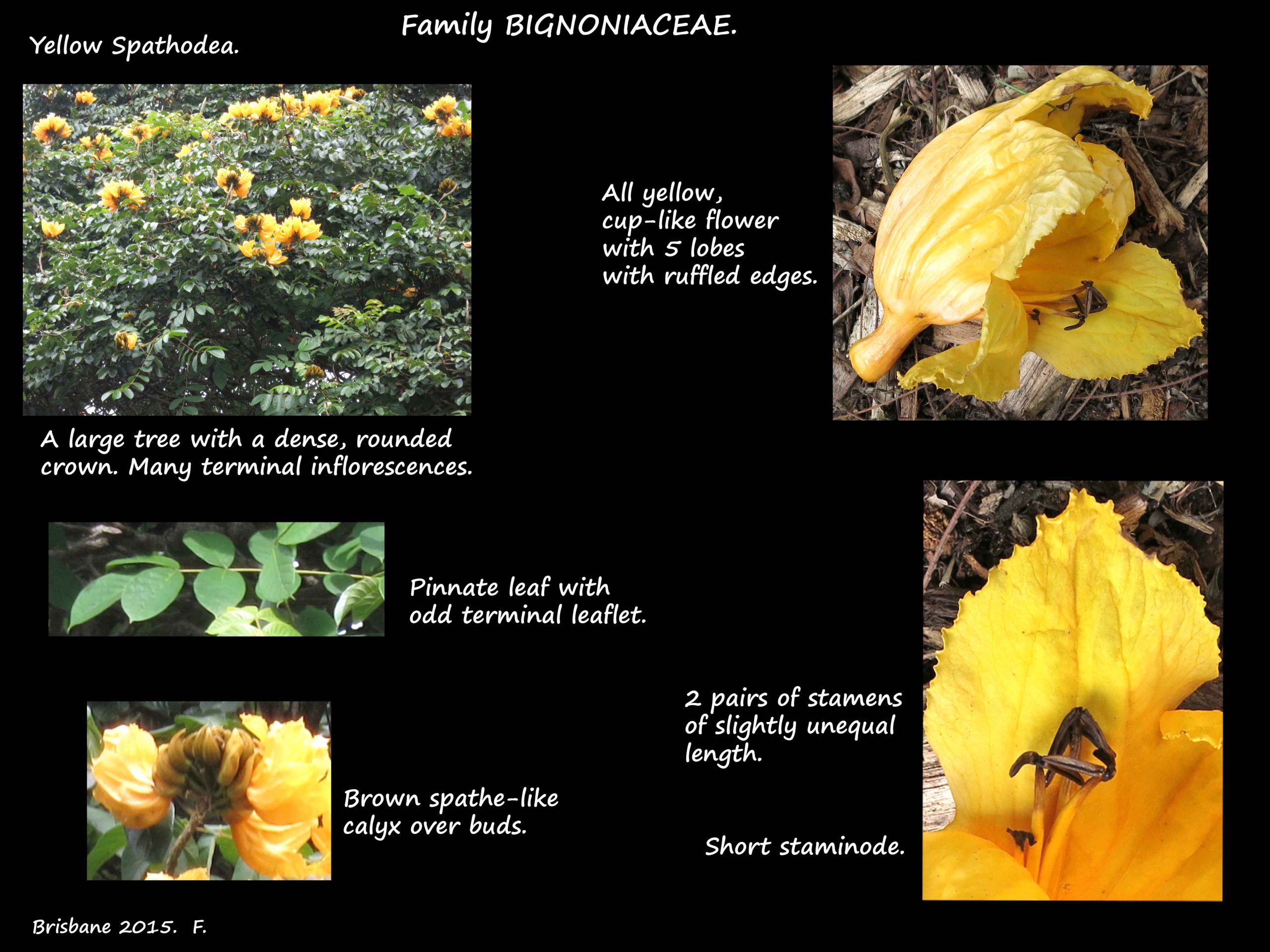 11 Yellow Spathodea